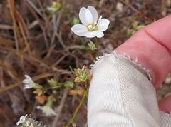 Eriastrum sapphirinum