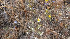 Eriastrum sapphirinum