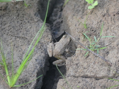 Anura