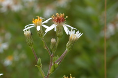 Eurybia schreberi