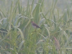 Syrtidicola fluviatilis