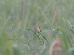 Syrtidicola fluviatilis