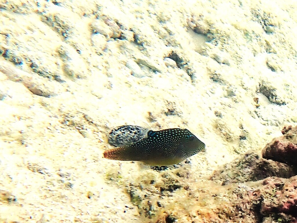 Spotted sharpnose