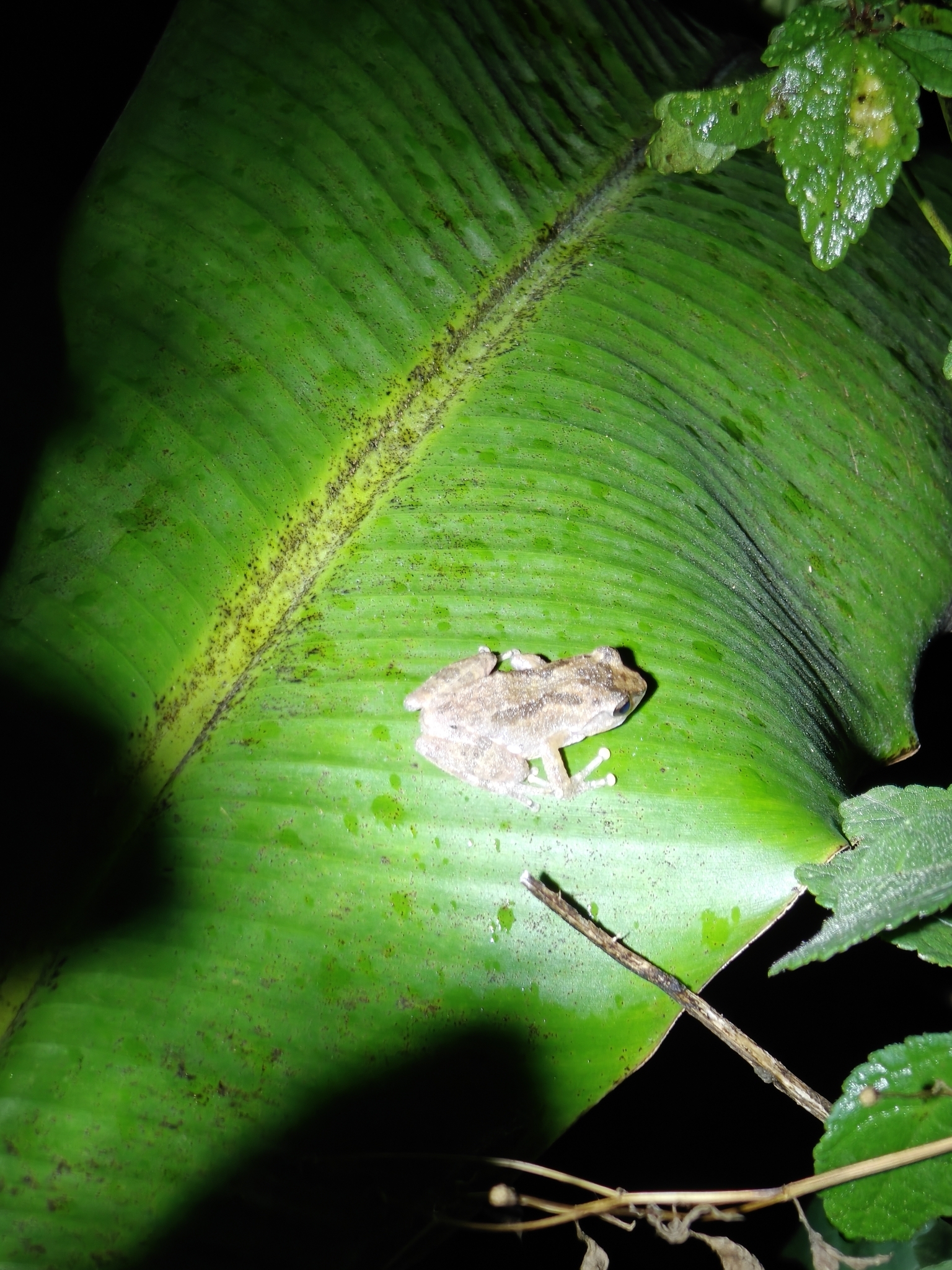 Seshachari Bush Frog