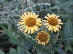 Pentanema britannica