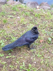 Corvus macrorhynchos