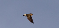 Bat-Like Spinetail photo 4