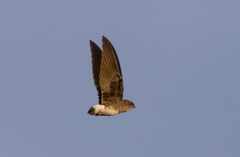 Bat-Like Spinetail photo 3