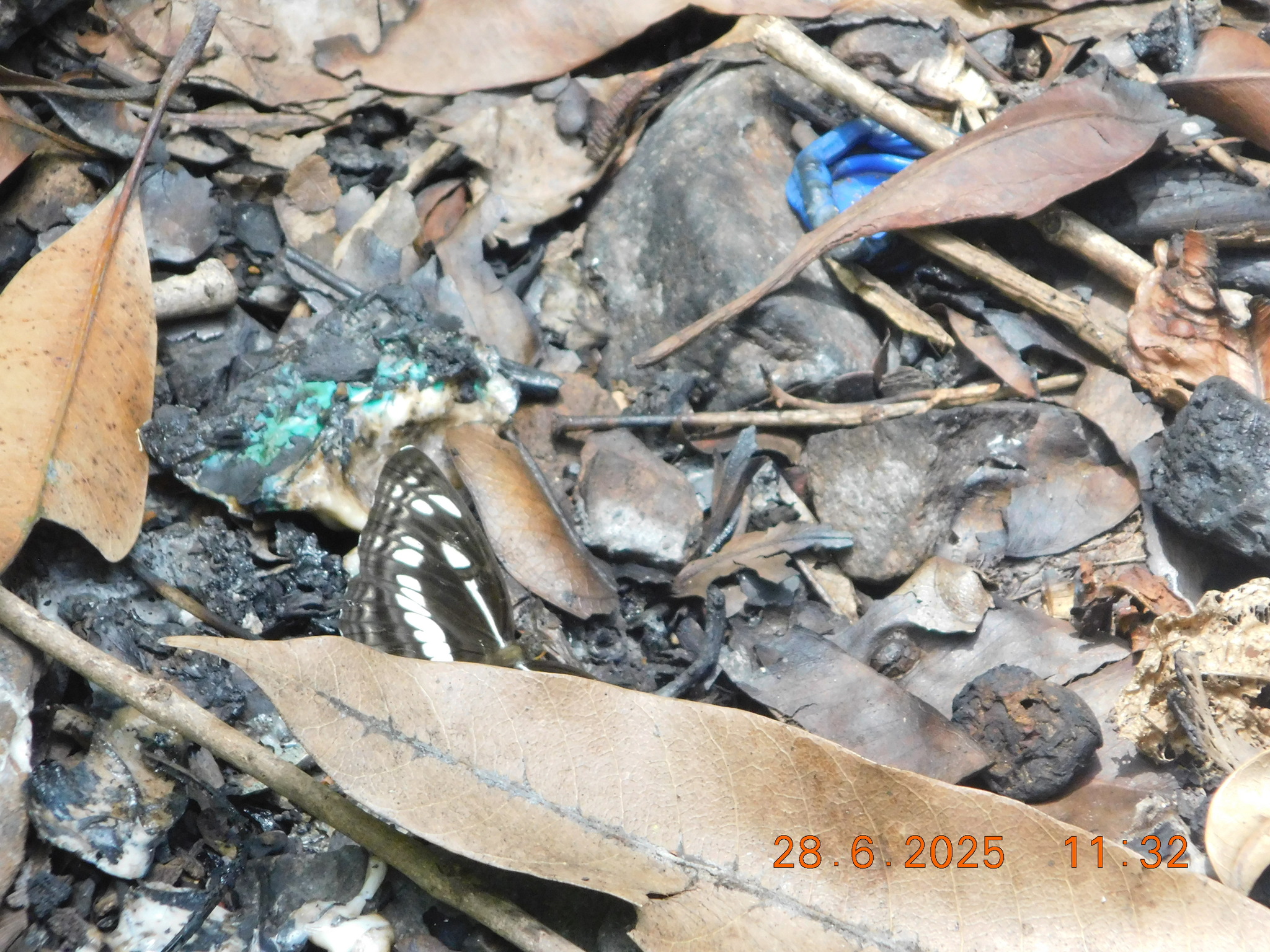 Chestnut-Streaked Sailer