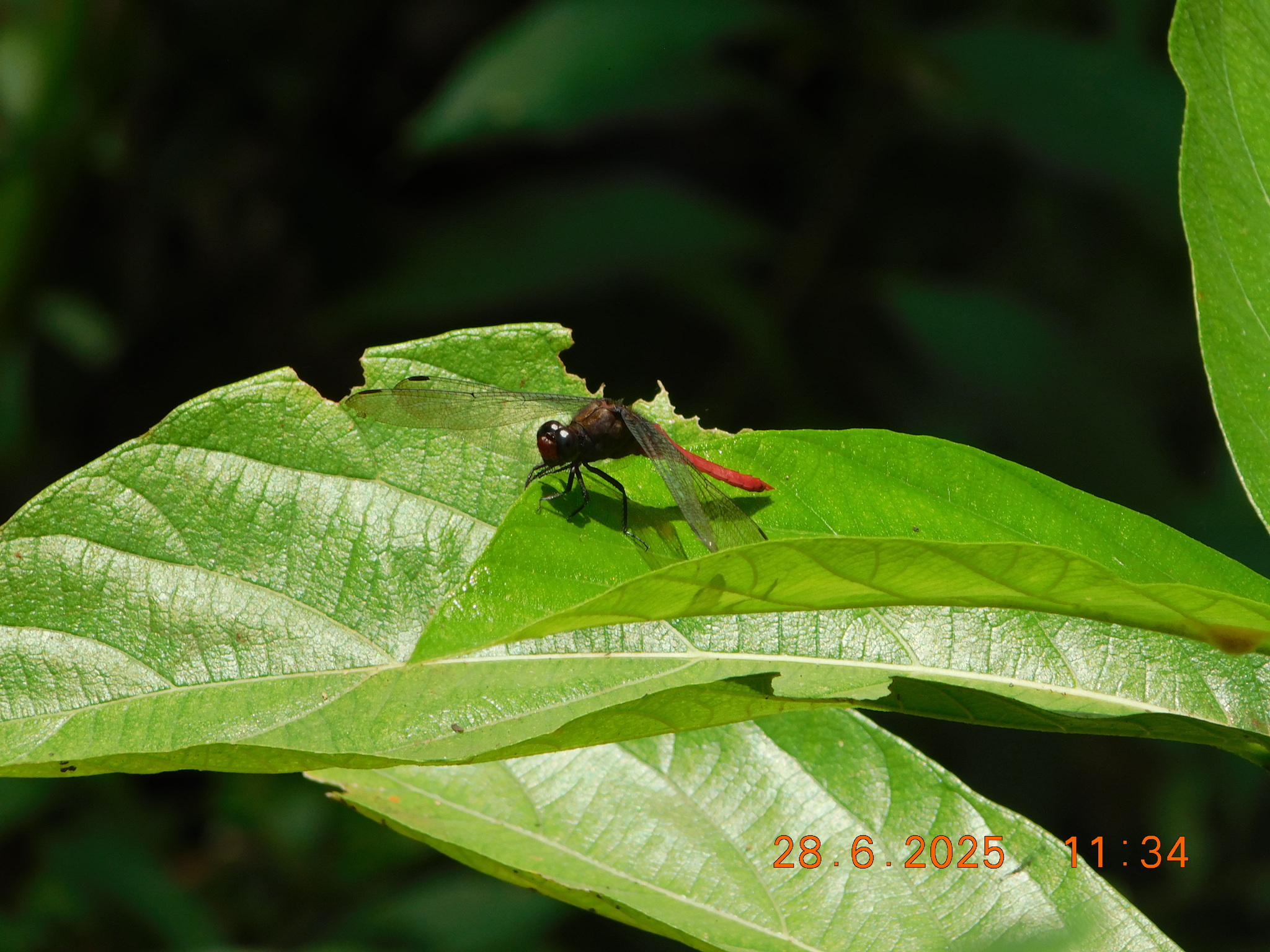 Spine-Tufted Skimmer