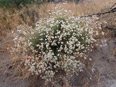 Eriogonum fasciculatum polifolium