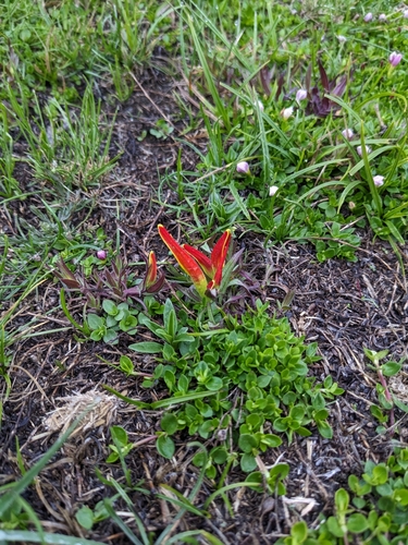Castilleja tapeinoclada (Castilleja tapeinoclada)