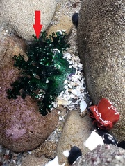 Athyonidium chilensis