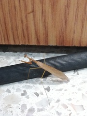 Bistanta mexicana