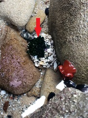 Athyonidium chilensis