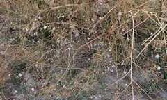 Leptosiphon liniflorus