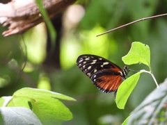 Heliconius hecale zuleika