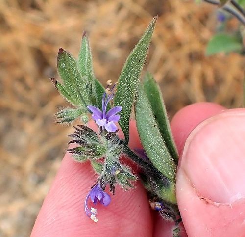 Trichostema austromontanum ssp. austromontanum