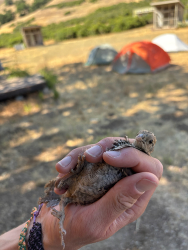 iNaturalist observation photo of California Quail