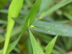 Ischnura capreolus