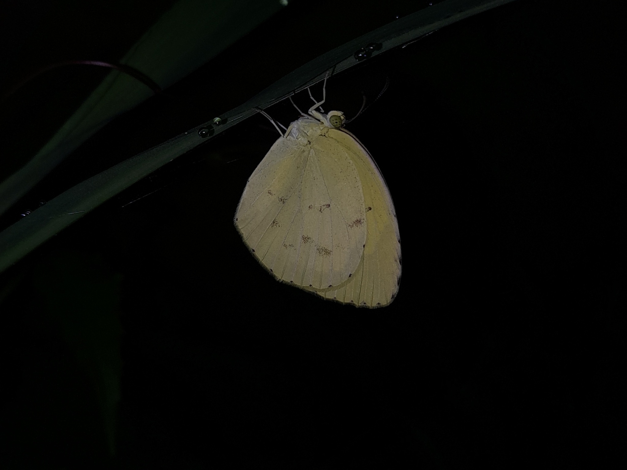 Common Grass Yellow