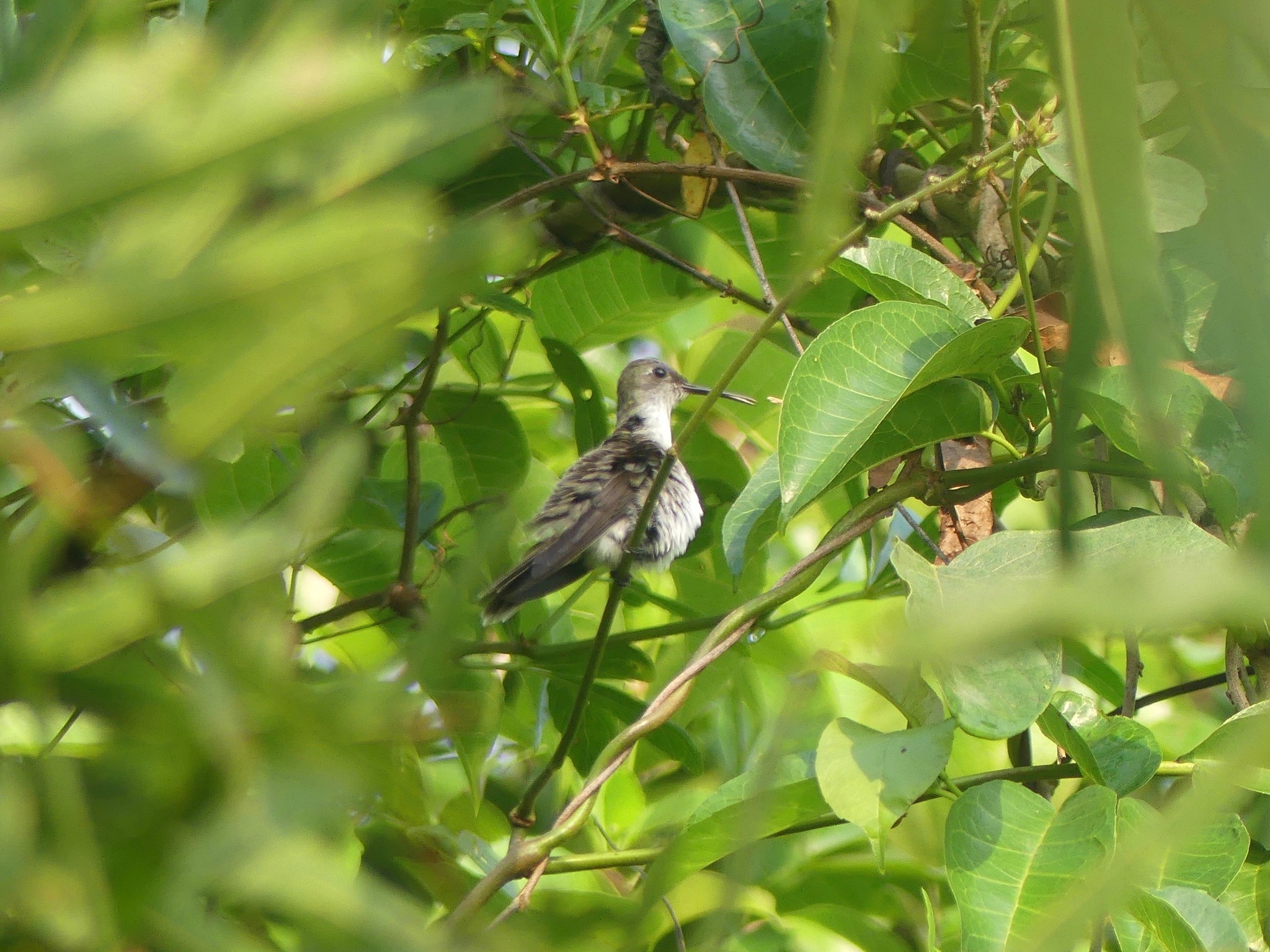 Olive-spotted Hummingbird (Talaphorus chlorocercus), photo 2