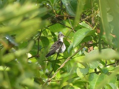 Talaphorus chlorocercus