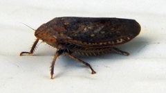 Negosiana dualis