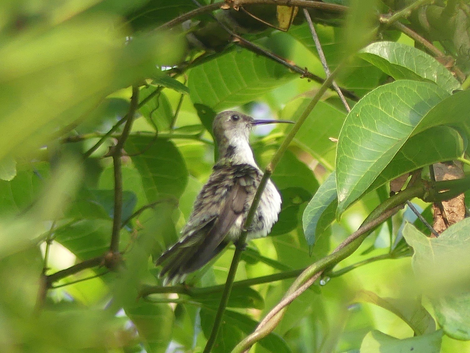 Olive-spotted Hummingbird (Talaphorus chlorocercus), photo 1