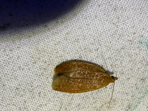 Privet Tortrix photo 2