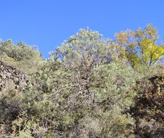 Juniperus polycarpos