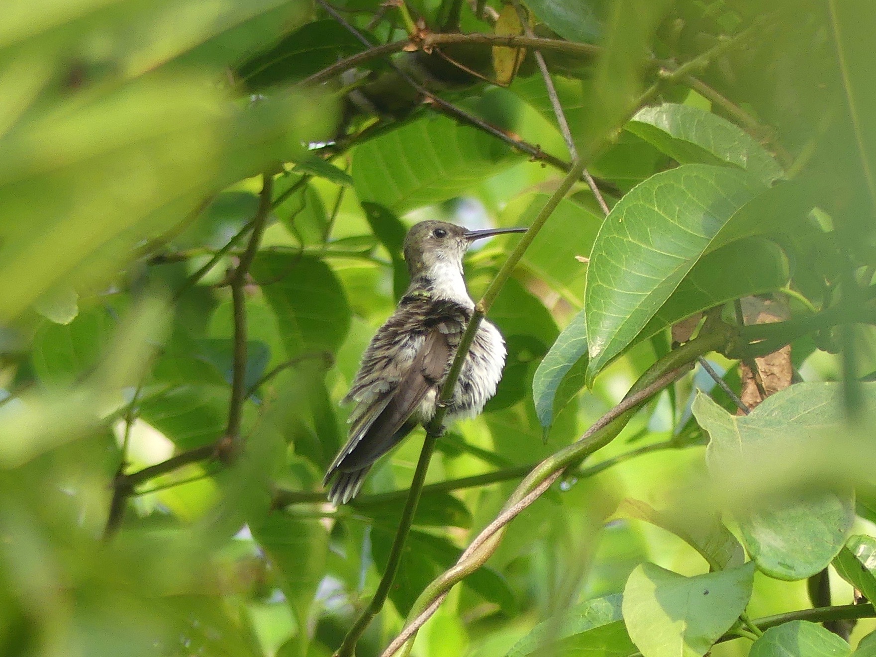 Olive-spotted Hummingbird (Talaphorus chlorocercus), photo 3
