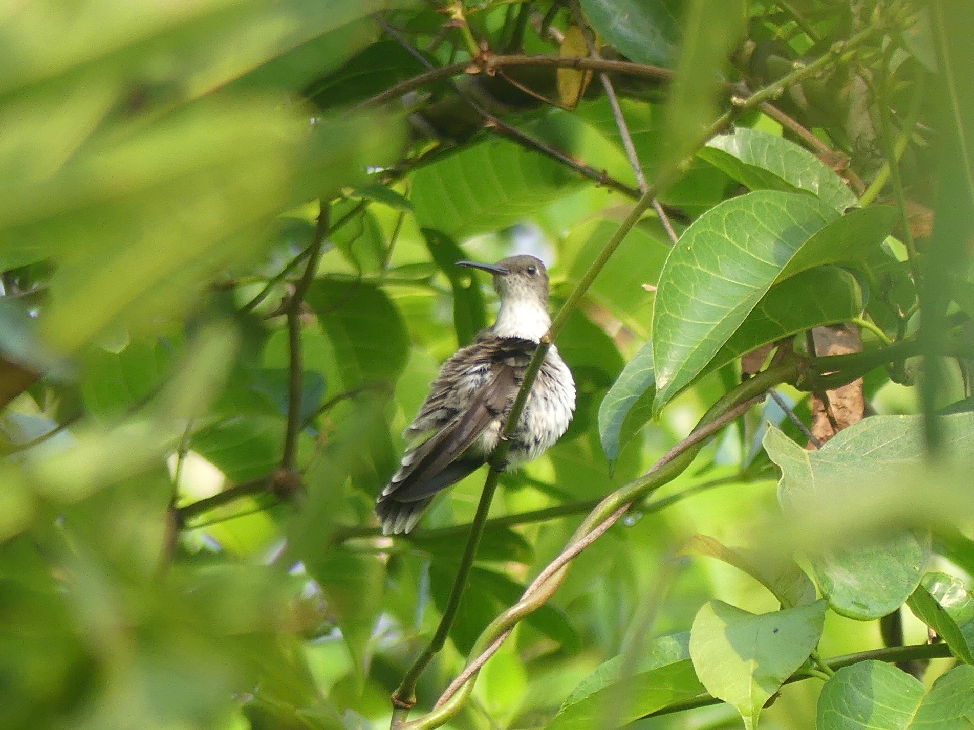 Olive-spotted Hummingbird (Talaphorus chlorocercus), photo 4