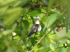 Talaphorus chlorocercus