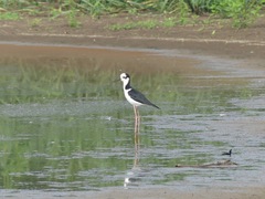 Himantopus mexicanus