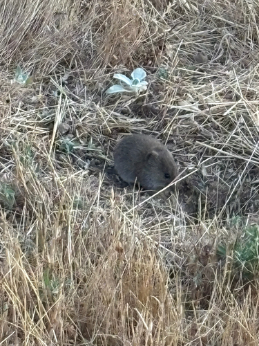 iNaturalist observation photo of California Vole