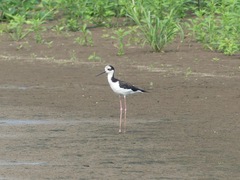 Himantopus mexicanus