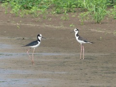 Himantopus mexicanus