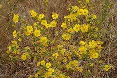 Deinandra mohavensis