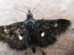 Heliothela nigralbata