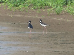 Himantopus mexicanus