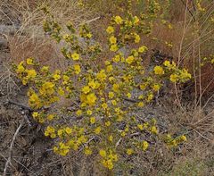 Deinandra mohavensis