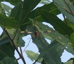 Ichneumonidae