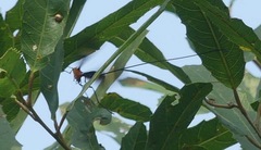 Ichneumonidae
