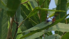 Ichneumonidae
