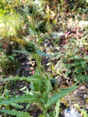 Cirsium centaureae