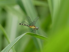 Libellulidae