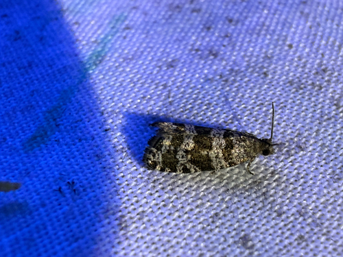 Spruce Needleminer Moth photo 4