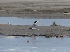 Phaetusa simplex