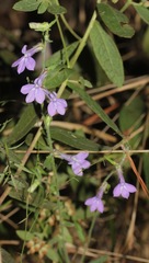 Lobelia reverchonii